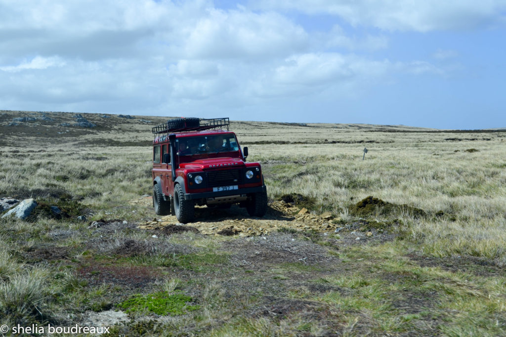 Bluff Cove, Gentoo