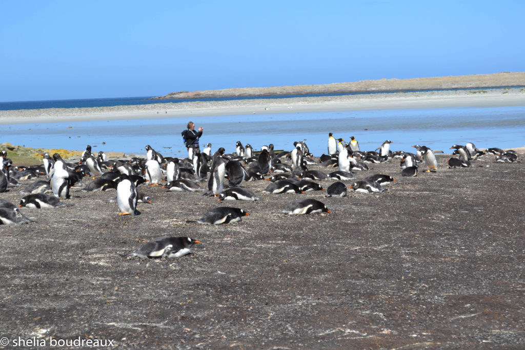 Bluff Cove Lagoon Penguins Gentoo