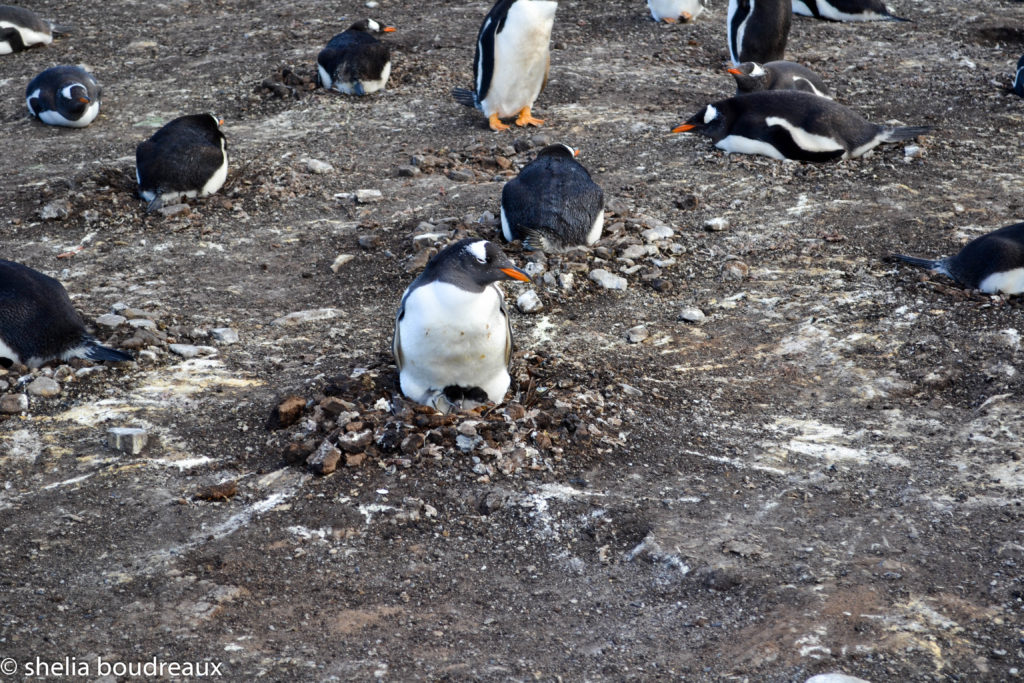 Falkland, Penguins, Lagoon Bluff