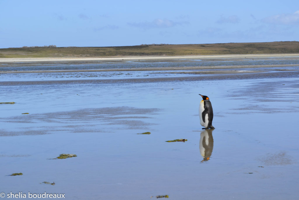 Stanley, Falkland Islands, Penguin, Buff Cove