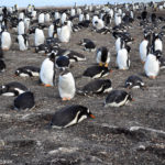 Bluff Cove Lagoon Gentoo Penguin Tour