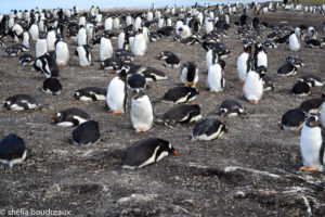 Bluff Cove Lagoon Gentoo Penguin Tour