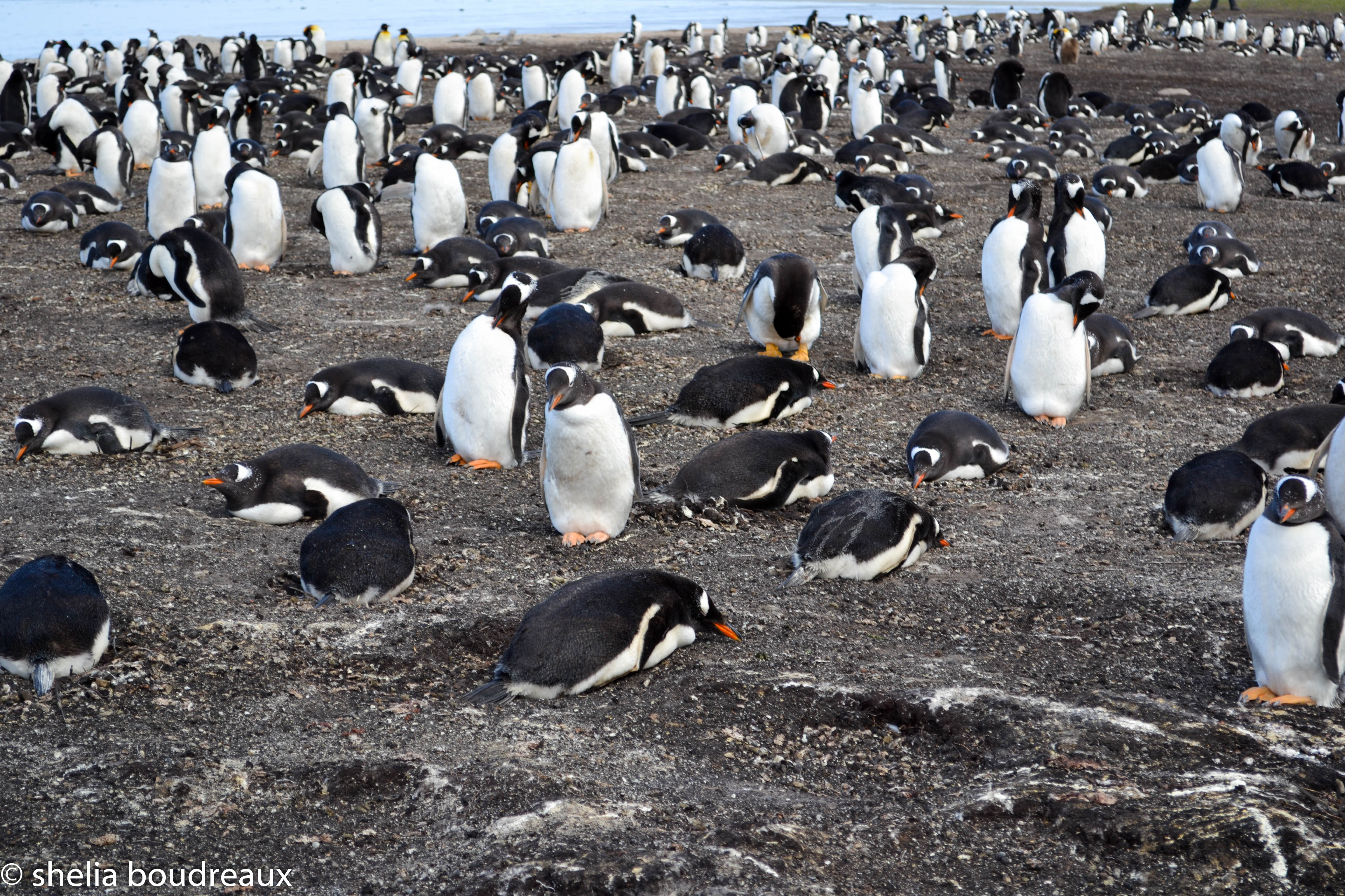 Bluff Cove Lagoon Gentoo Penguin Tour