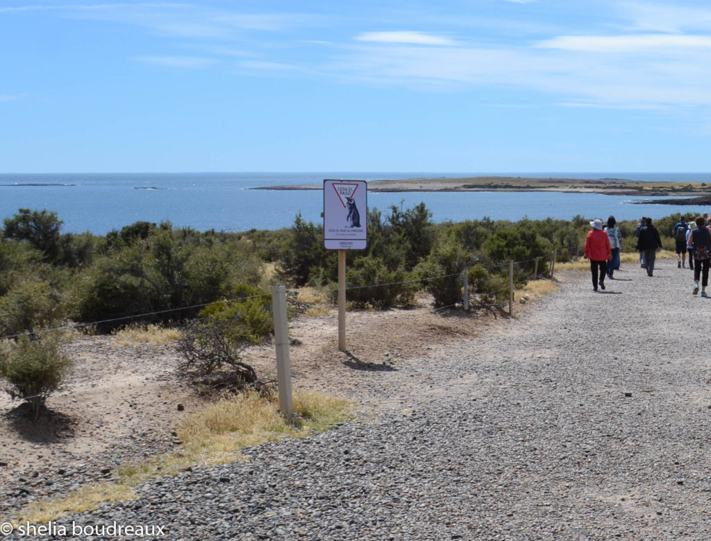 Penguins in Punta Tombo Nature Reserve, Argentina. Puerto Madryn