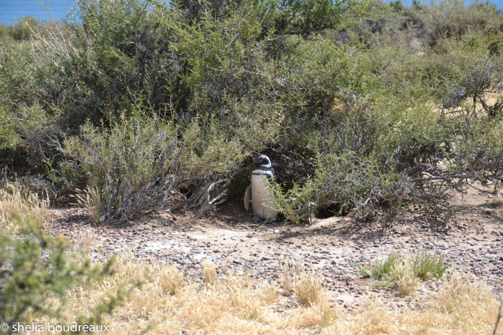 Penguins in Punta Tombo Nature Reserve, Argentina. Puerto Madryn