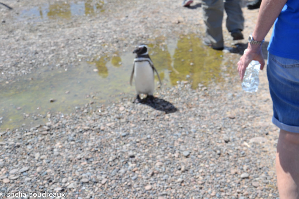 Penguins in Punta Tombo Nature Reserve, Argentina. Puerto Madryn