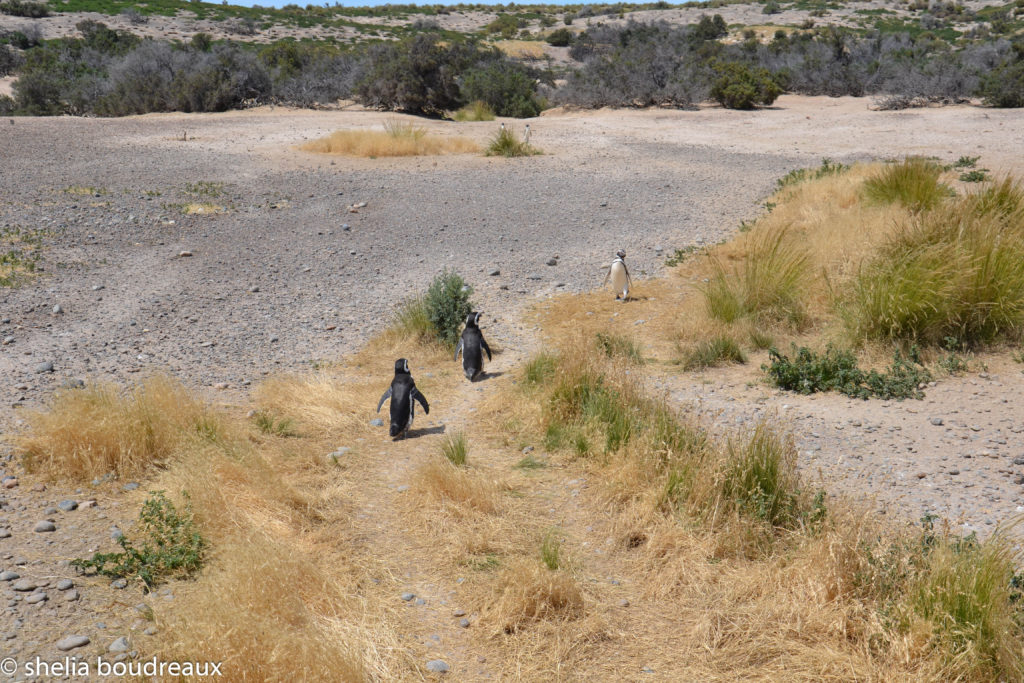 Penguins in Punta Tombo Nature Reserve, Argentina. Puerto Madryn