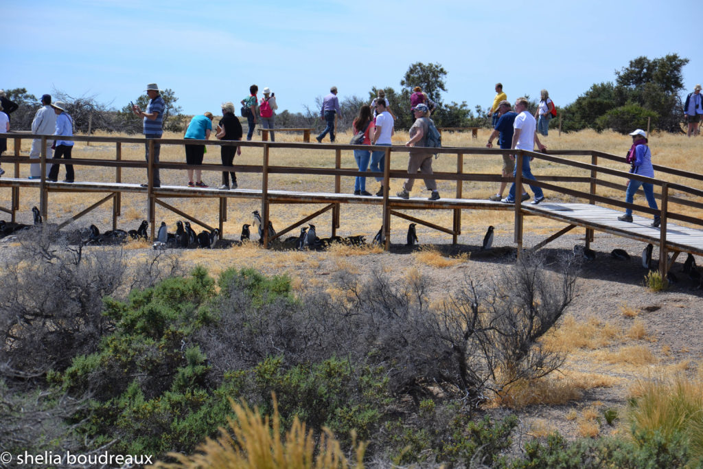 Penguins in Punta Tombo Nature Reserve, Argentina