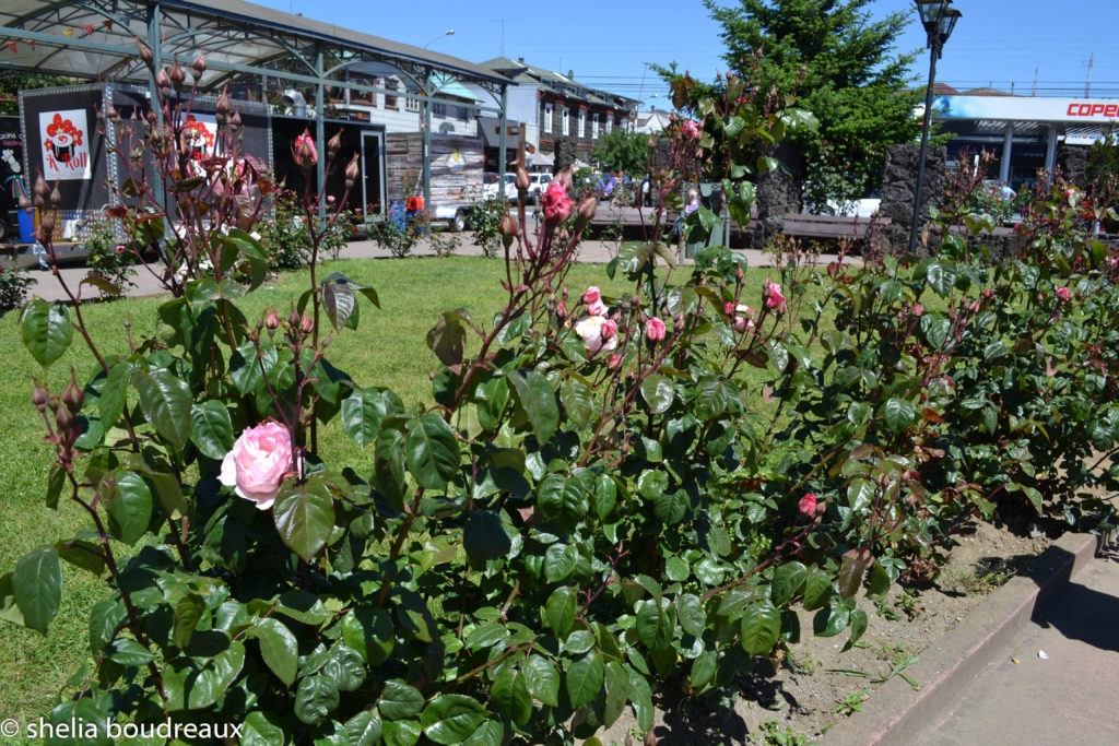 Chile Lake District Puerto Montt Roses