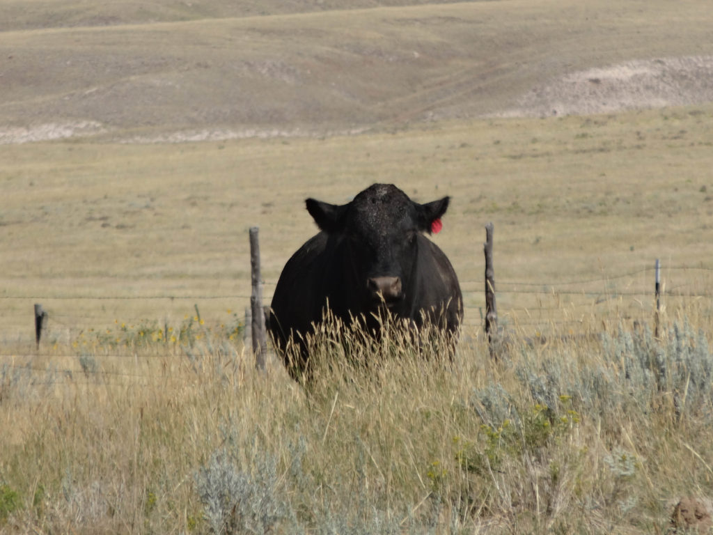 Glendo Wyoming Eclipse